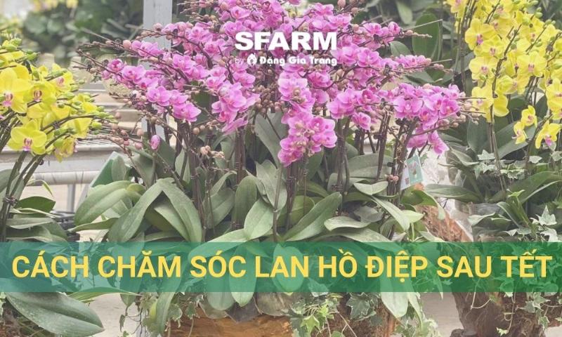 Môi trường lý tưởng ngăn ngừa nguyên nhân lan hồ điệp bị thối lá, bao gồm chậu thoáng khí và giá thể phù hợp